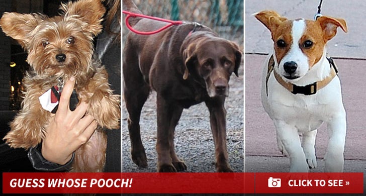 Dog Gone Adorable -- Guess Whose Pooch!
