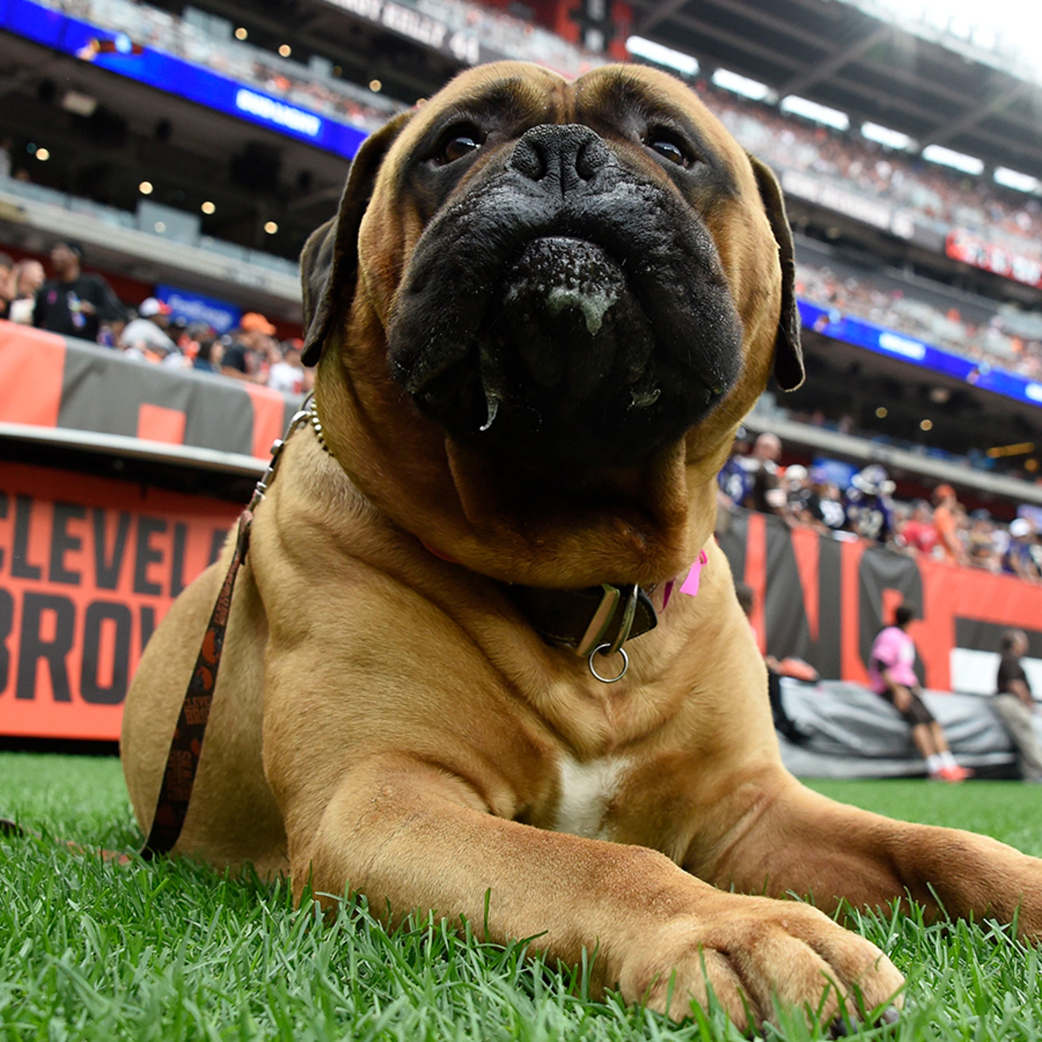 Browns beloved live mascot Swagger dies at the age of six after battle with  cancer 