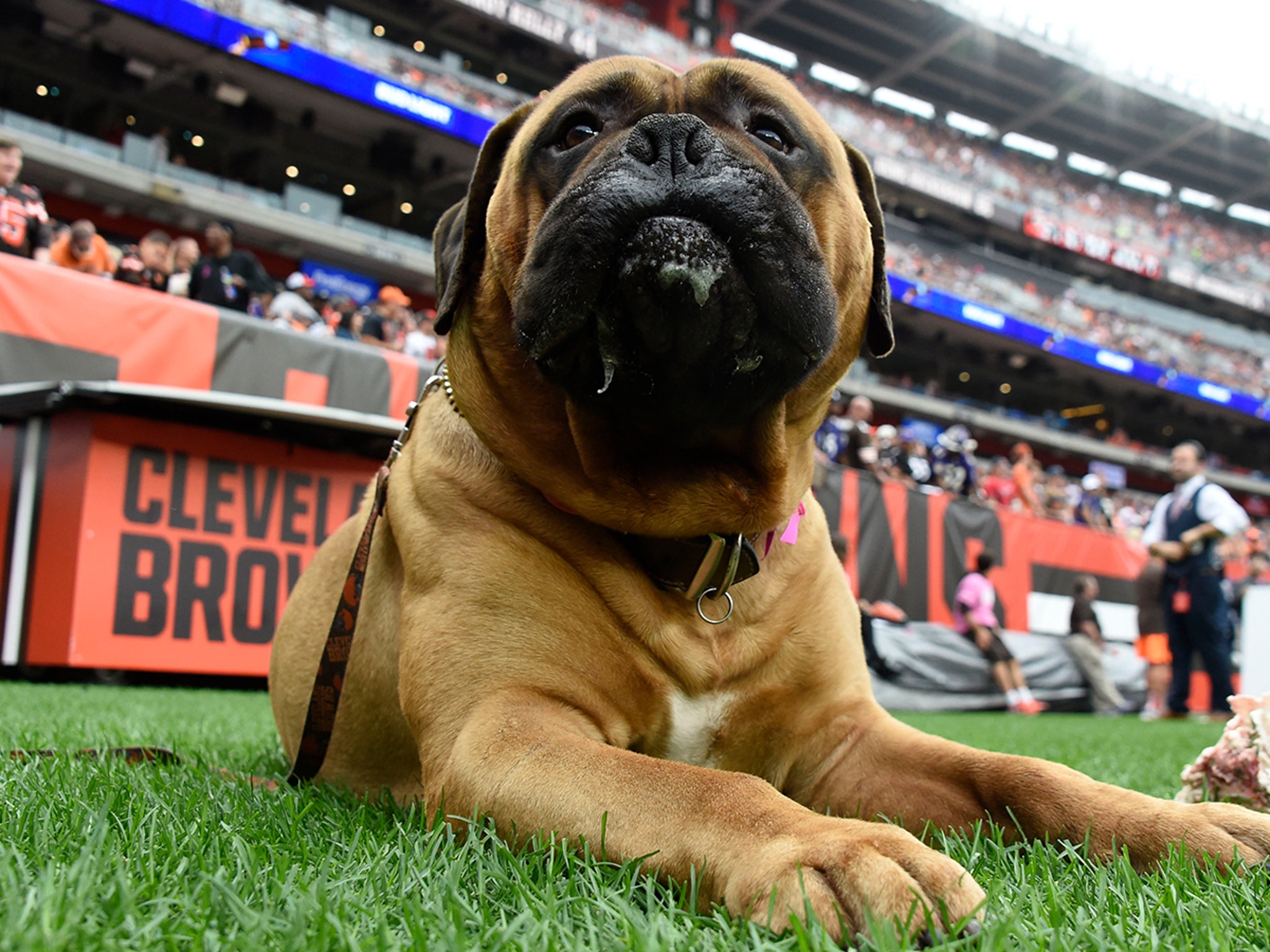 Browns mascot Swagger the dog dies at 6 - NBC Sports