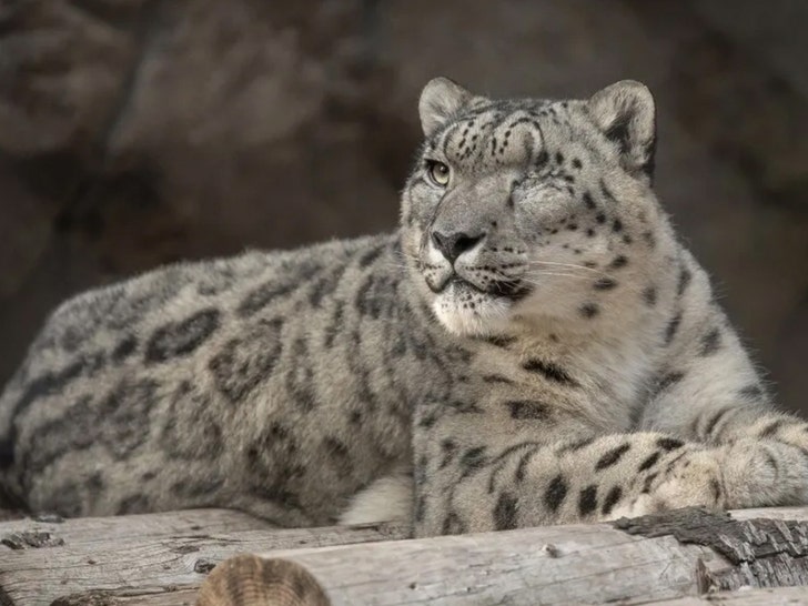 ramil snow leopard