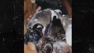Jenelle Evans Taking Care of Litter of Puppies, Says Cops Have Been Called