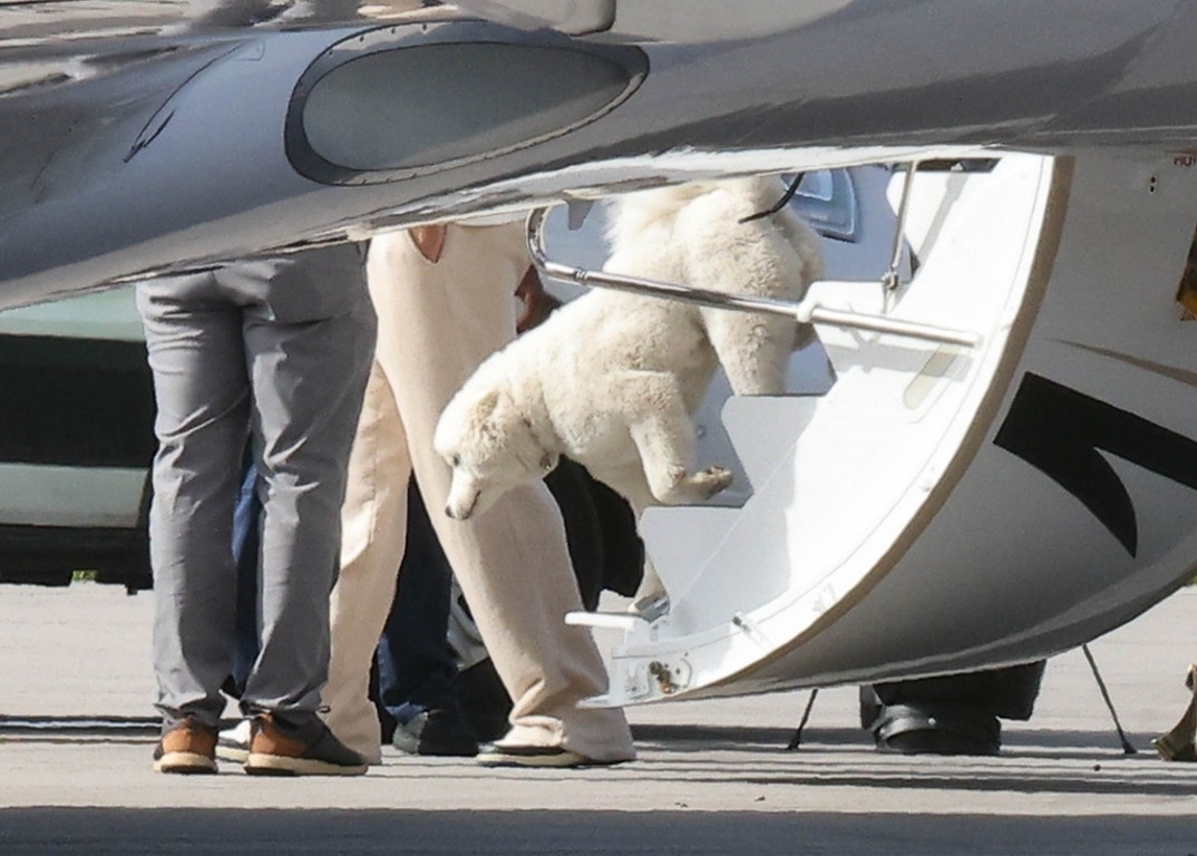 Travis Kelce Taylor Swift Dog Debut 2