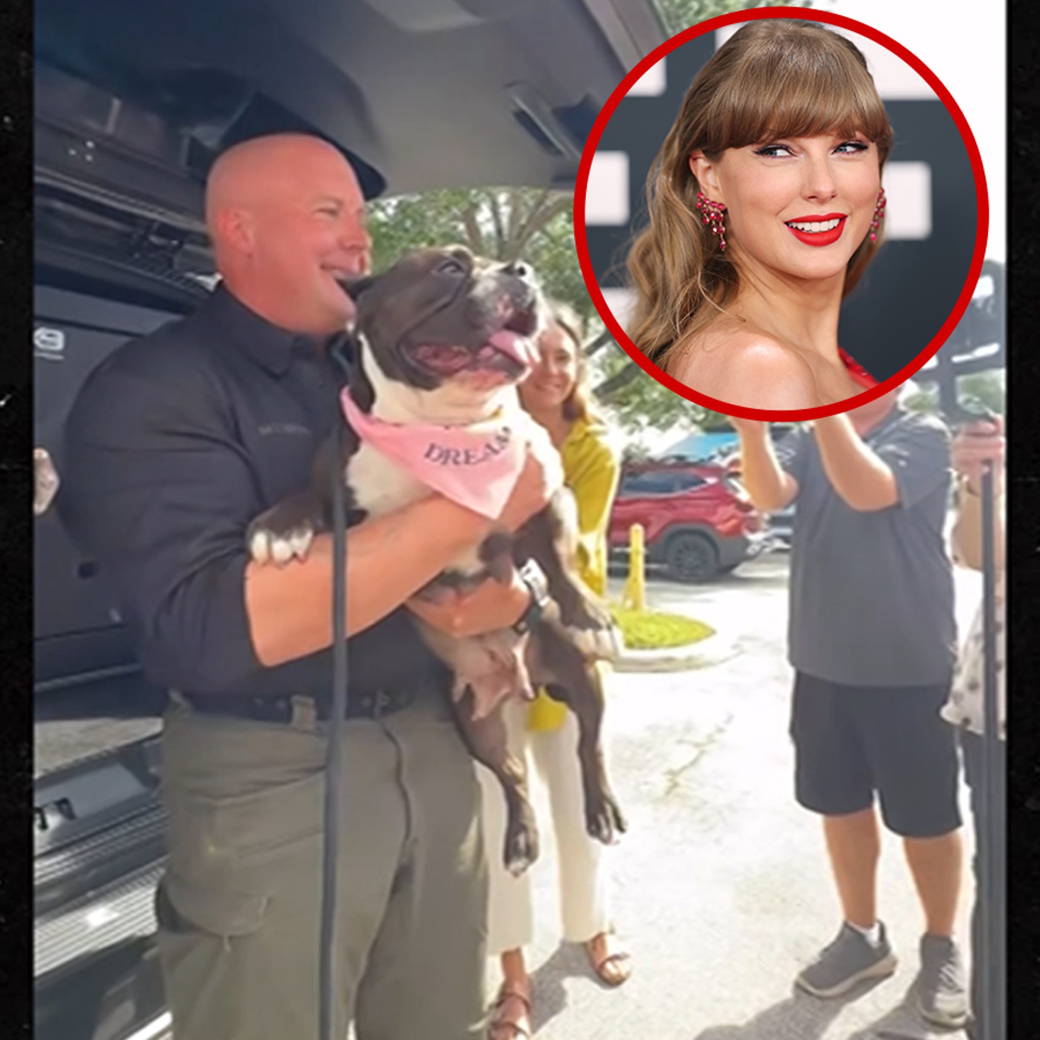 Taylor Swift トイプードル Taylor Swift Trend with Pets | TikTok