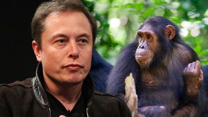 Elon Musk Says He Got Monkey to Control Computer with Its Brain