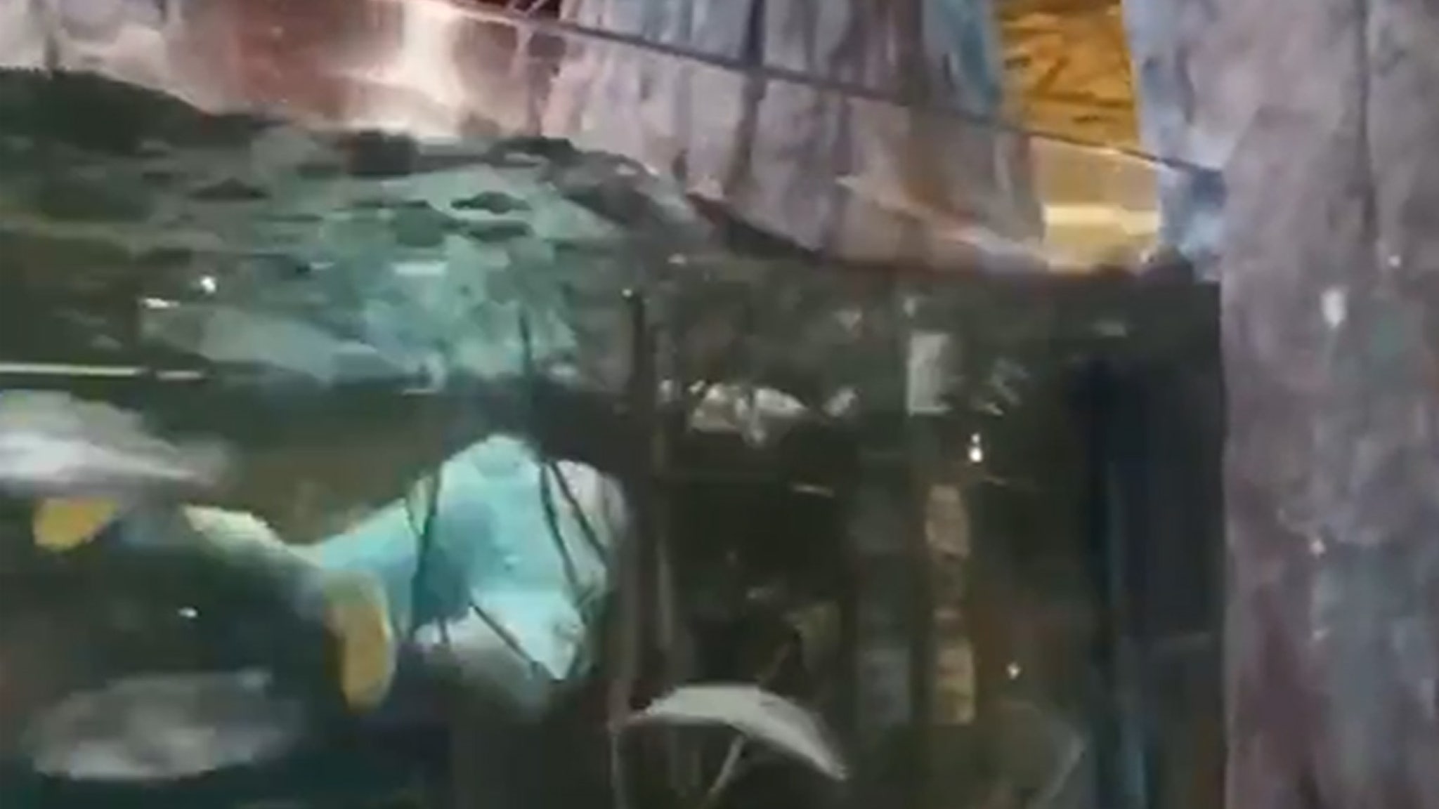 Man Swims in Bass Pro Shop's Aquarium & Scrams, Cops on the Lookout