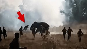 011926_killer_elephant_primary