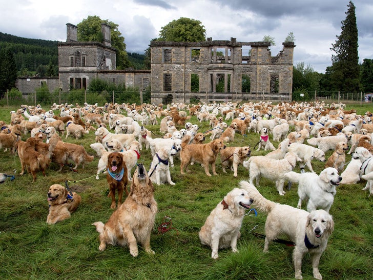450 Golden Retrievers Gather at Ancestral Home in Scotland
