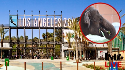 052125_tmz_live_zoo_kal