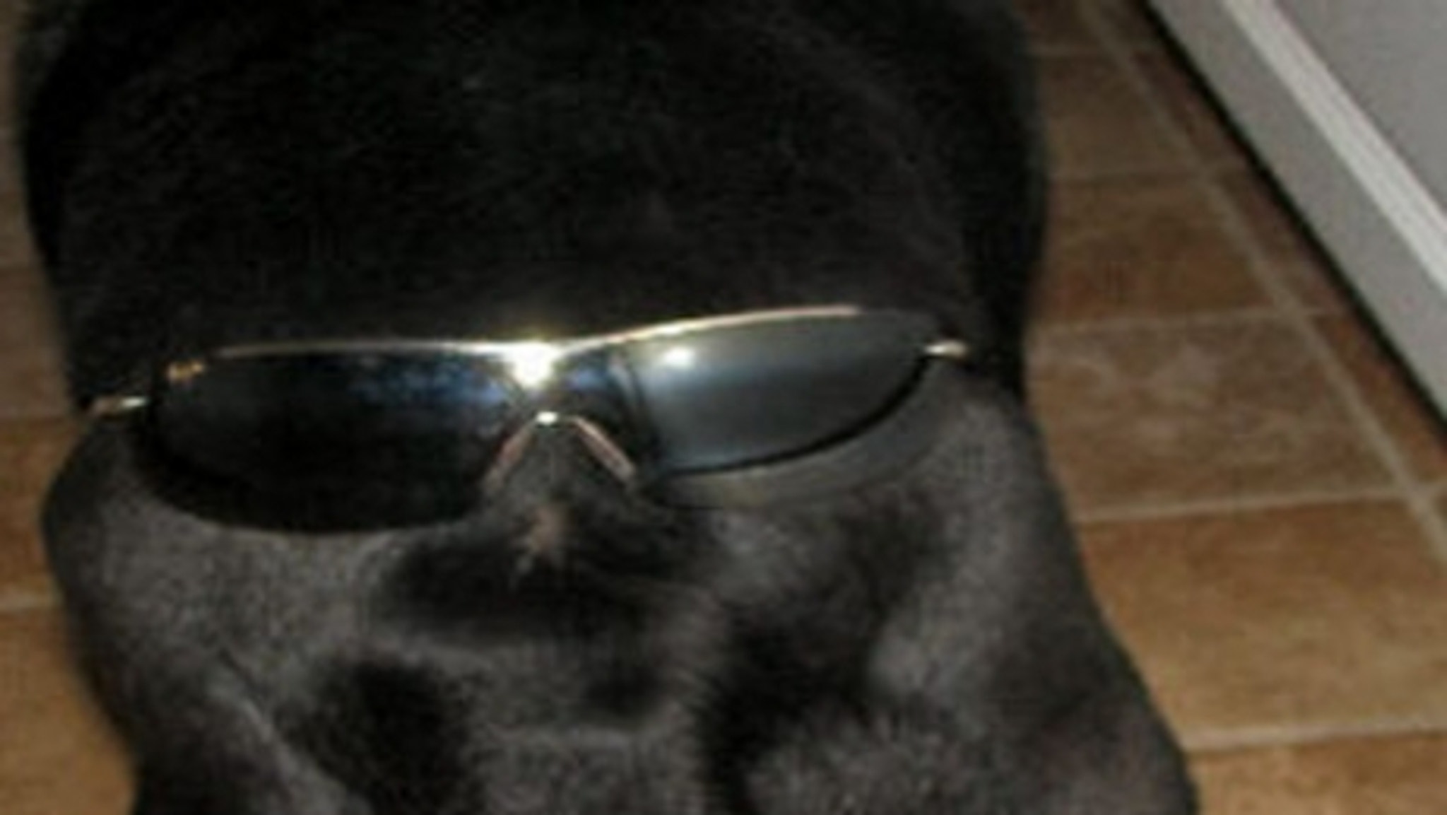 TMZs Shades On A Mutts Butt Contest