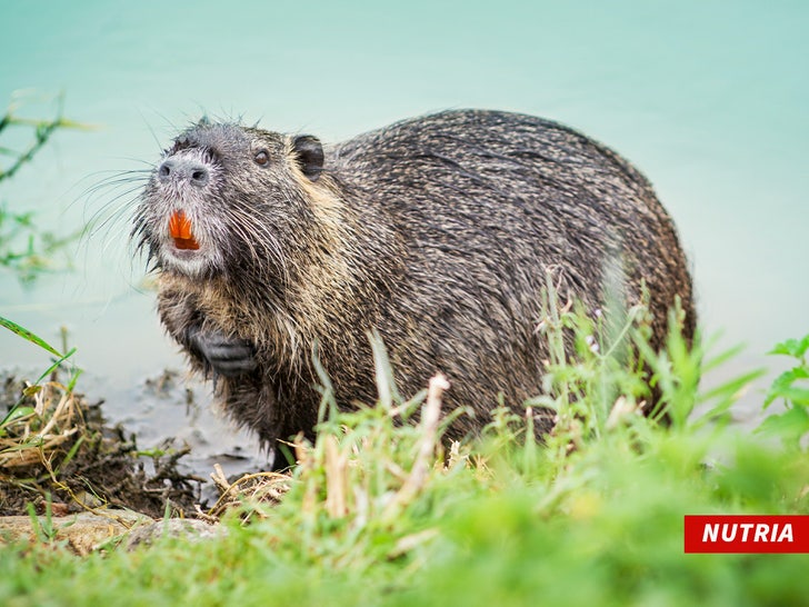 100524 nutria sub getty