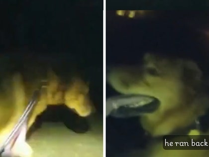 100725_loyal_dog_grandma_primary