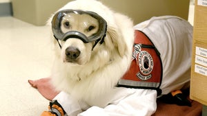 Very Good Service Dog Wears PPE to be Allowed as Scientist's Lab Assistant