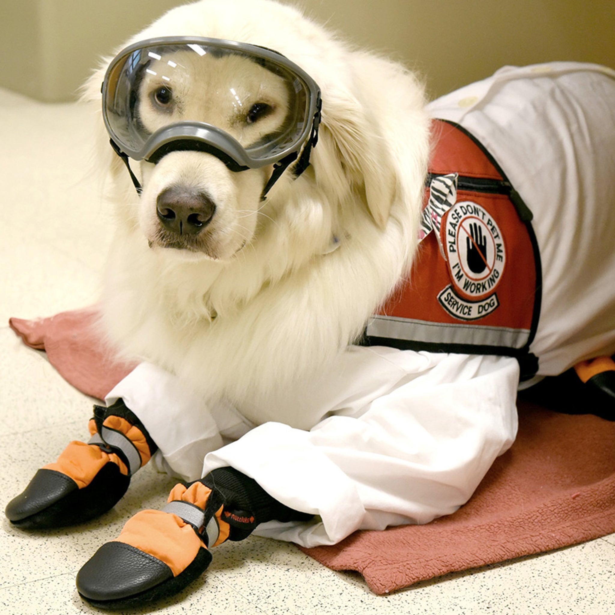 Very Good Service Dog Wears PPE to be Allowed as Scientist's Lab