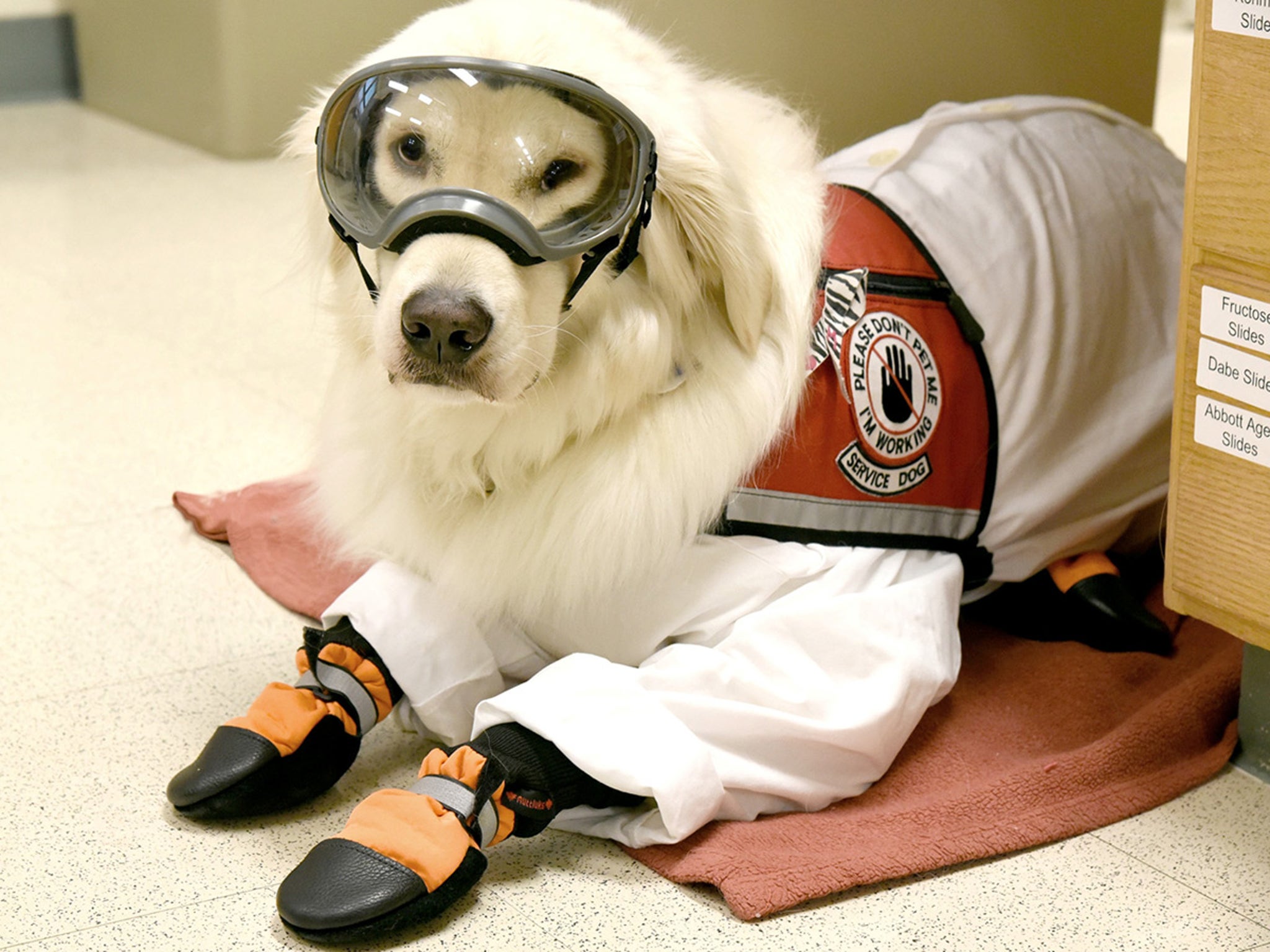 Very Good Service Dog Wears PPE to be Allowed as Scientist's Lab