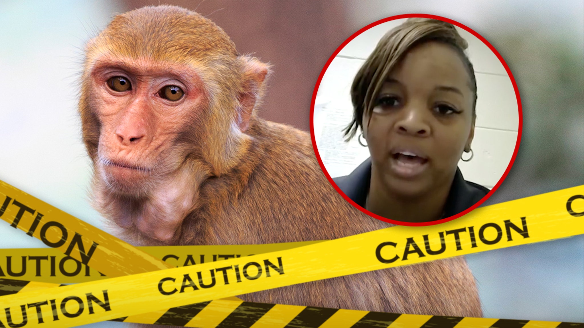 Monkey Killing Mom Will Not Face Criminal Charges in Primate Shooting Monkey Killing Mom Will Not Face Criminal Charges in Primate Shooting