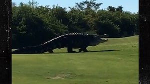 Famous Giant Gator Returns to Florida Golf Course, 'Hey, Chubbs!'