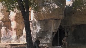 Gorilla Charges at Zookeeper and Gets in Terrifying Standoff
