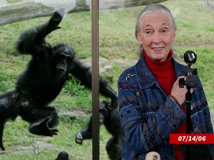 Jane-Goodall-Sub-Qetty-2
