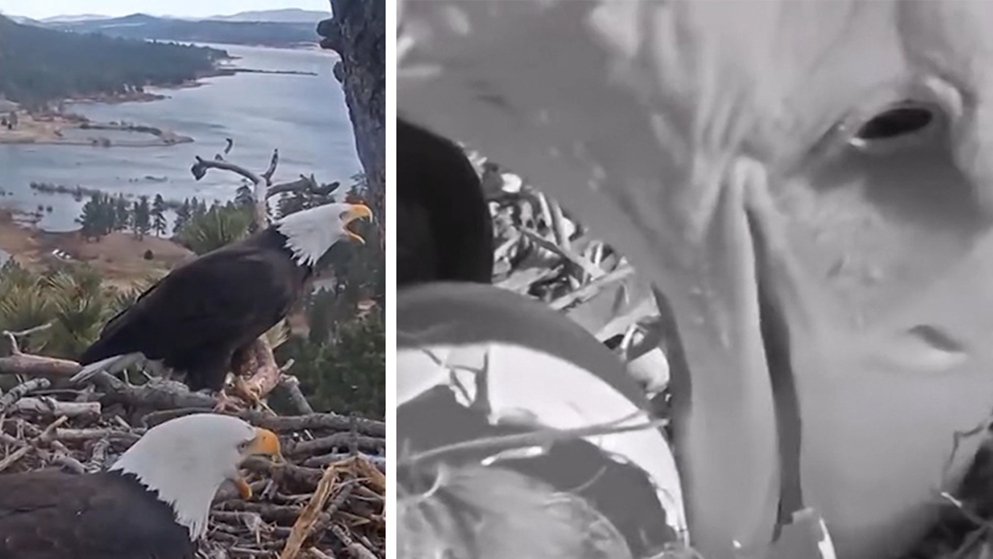 Bald Eagle Power Couple Hatches Eaglets After Years of Tragic Losses, on Video