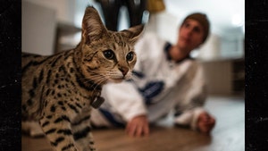 Justin Bieber's Cat Back Home After Month Missing, Found by Chef Sandra Lee