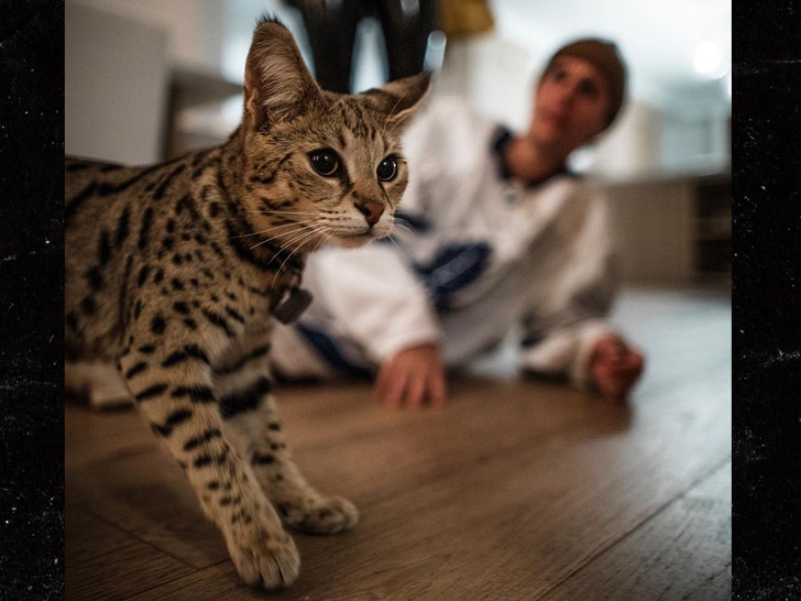 Justin Bieber Gets His Cat Back