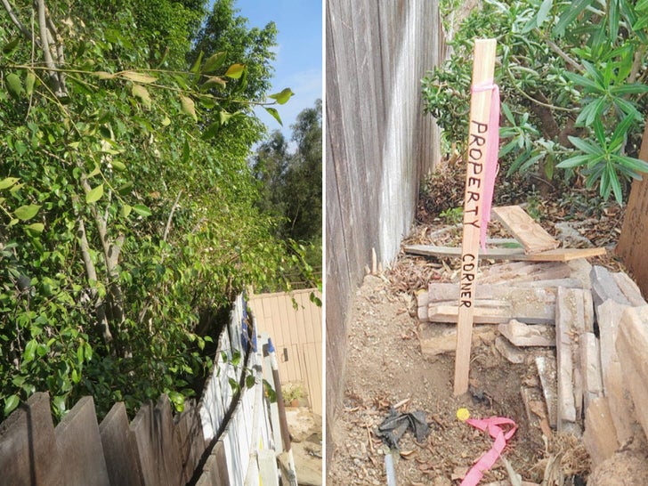 Árvores Ficus de Chris Pine – Os supostos danos à propriedade do vizinho