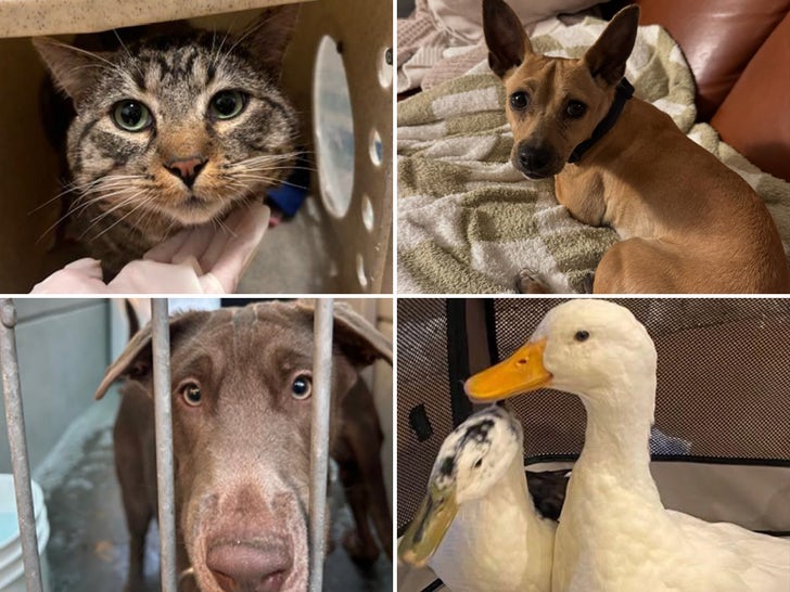 Found Animals In Los Angeles Fires