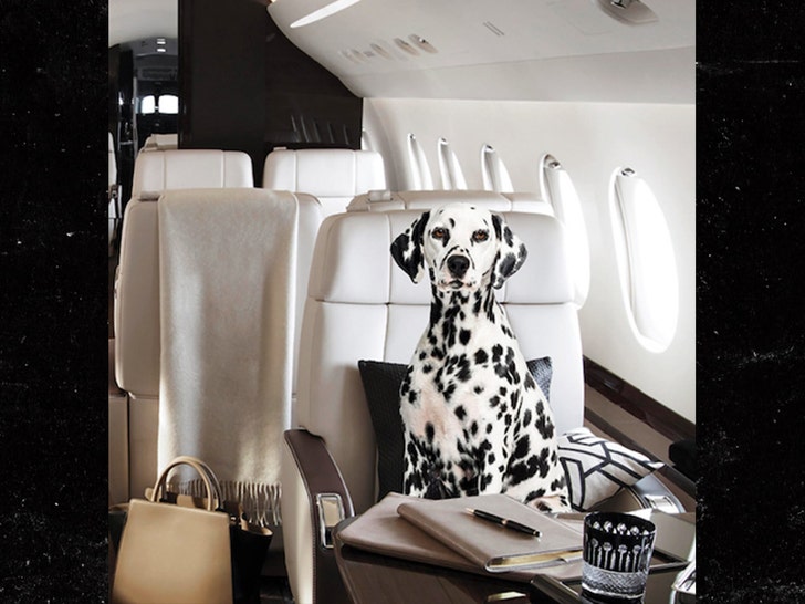 Hong Kong Pets Leave Country on Private Jets Amid COVID Fears