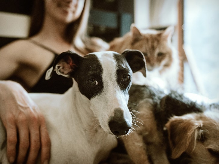 Register Your Pet As An Emotional Support Animal