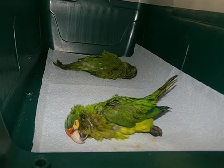 man smokkelt parkieten onder het Amerikaanse Openbaar Ministerie, Zuidelijk District van Californië