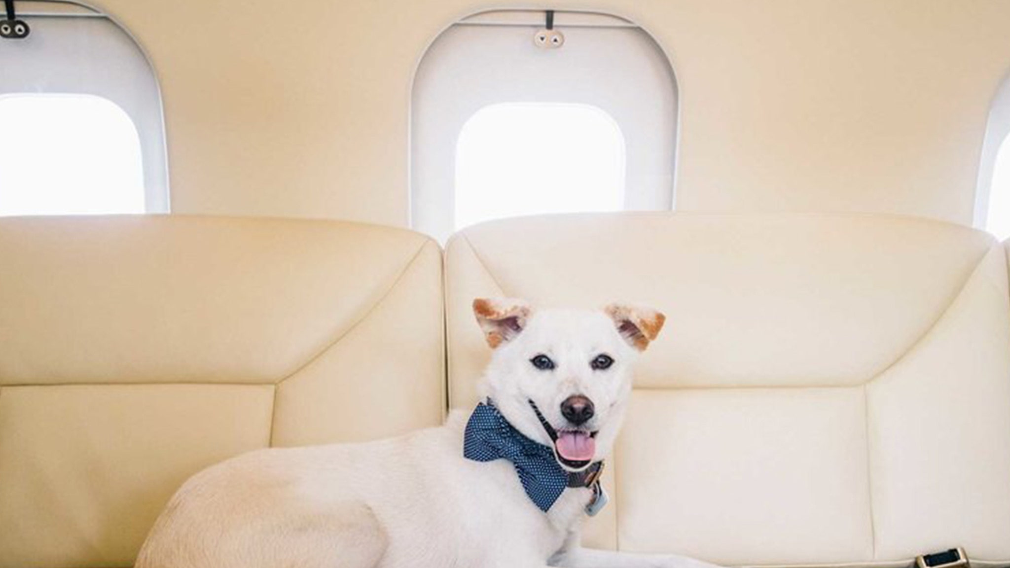 Hong Kong Pets Leave Country on Private Jets Amid COVID Fears thumbnail