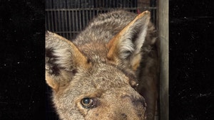 main-Wendy-coyote-Wildlife-Care-of-Southern-California-1