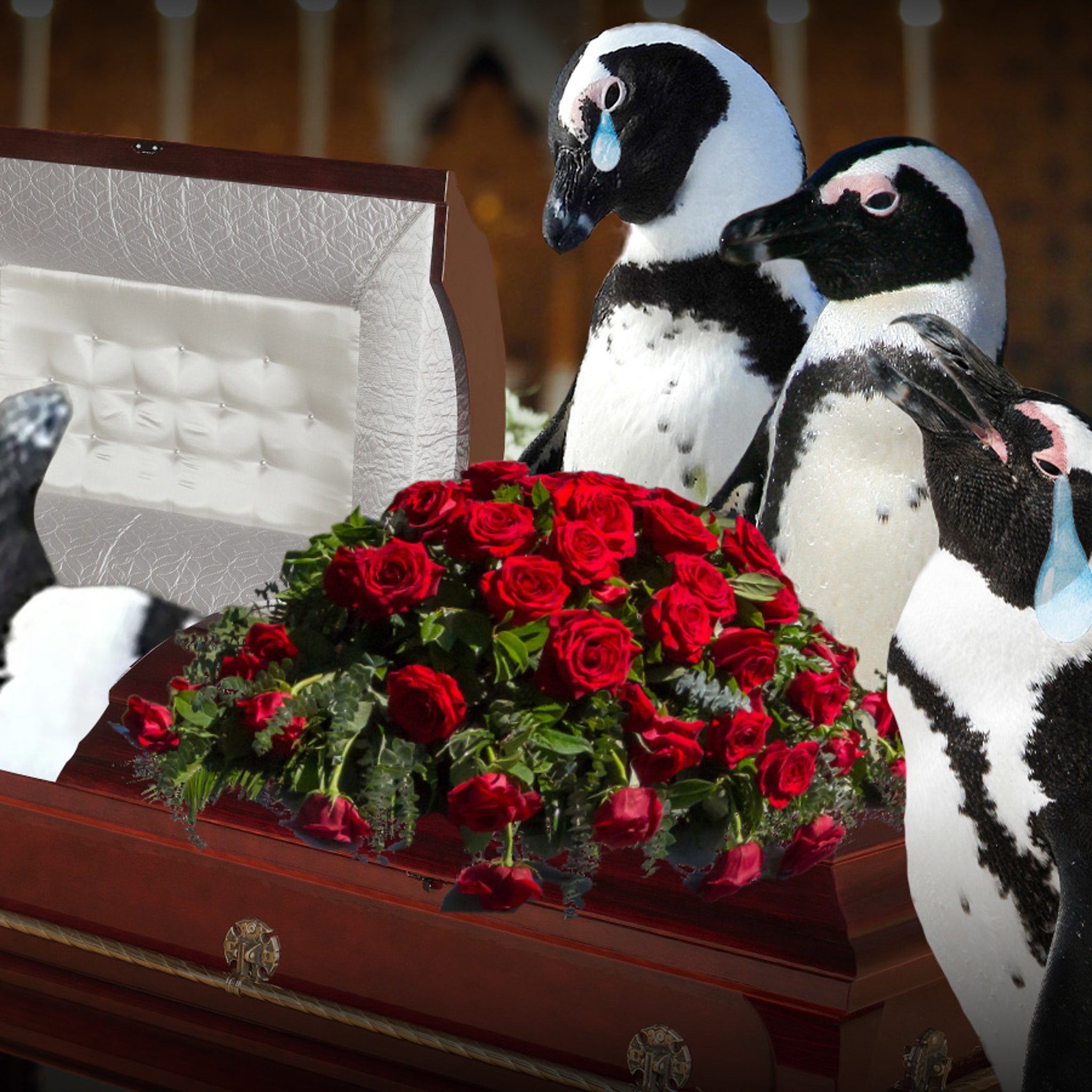 Mr. Greedy, Penguin with More than 200 Offspring, Dead at 33, image size:2048x2048