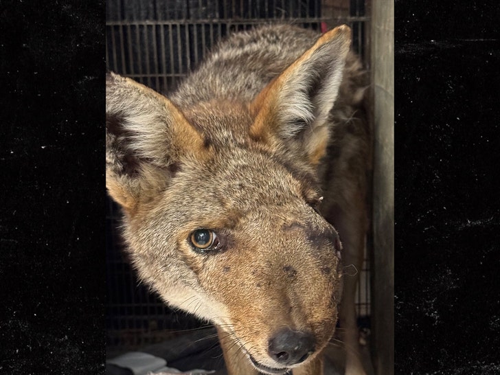 main-Wendy-coyote-Wildlife-Care-of-Southern-California-1
