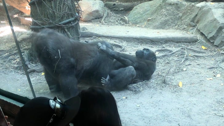 Gorillas Perform Oral Sex at Bronx Zoo, Humans Horrified picture