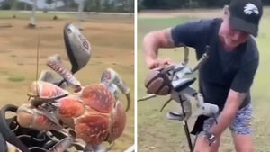 Australian Golfer's Clubs Attacked By Giant Crab In Wild Video