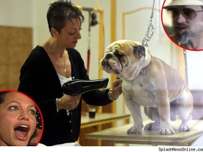 Brangelina's dog