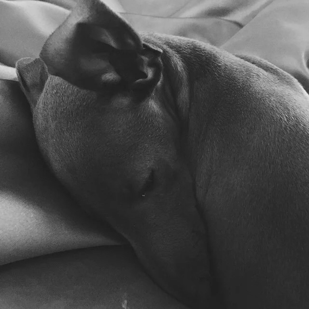 Kylie Jenner Norman Dog 11