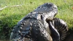 Giant Alligator Munches on Smaller, 6-Foot Alligator in Crazy Video