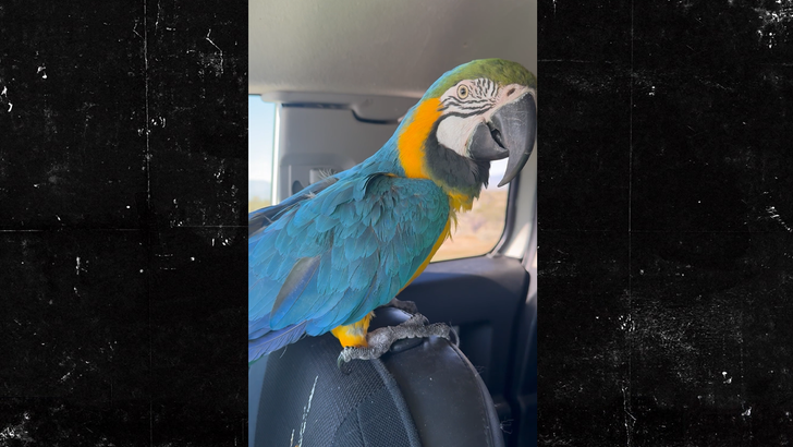 031326 heidi fleiss pájaros kal