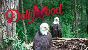 Tennessee Wildfire -- Massive Bald Eagle Evacuation Underway at Dollywood