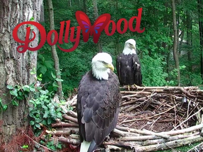 1129-dollywood-eagles