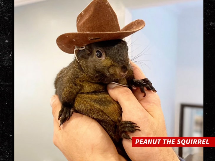 Peanut the squirrel