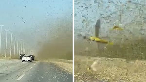 Locusts Swarm in Middle East in Disturbing Video, as if 2020 isn't Bad Enough