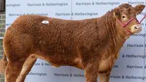 Cow Named After Posh Spice Breaks World Sale Record