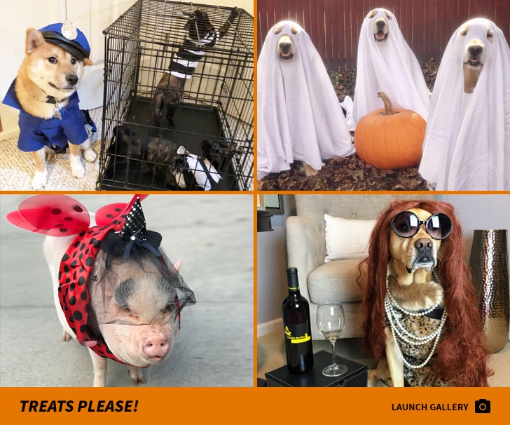 TMZ's Pet Costume Photo Gallery