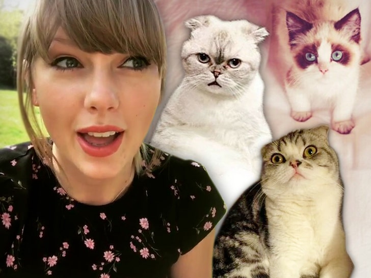 Taylor Swift Trademarks Her New Cat Benjamin Button