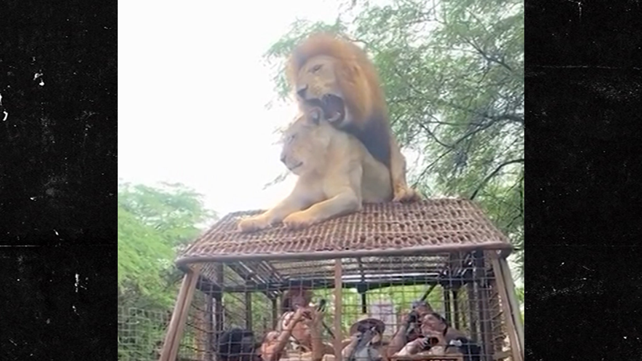 Lions Have Sex on Top of Safari Truck Full of People, Wild Video