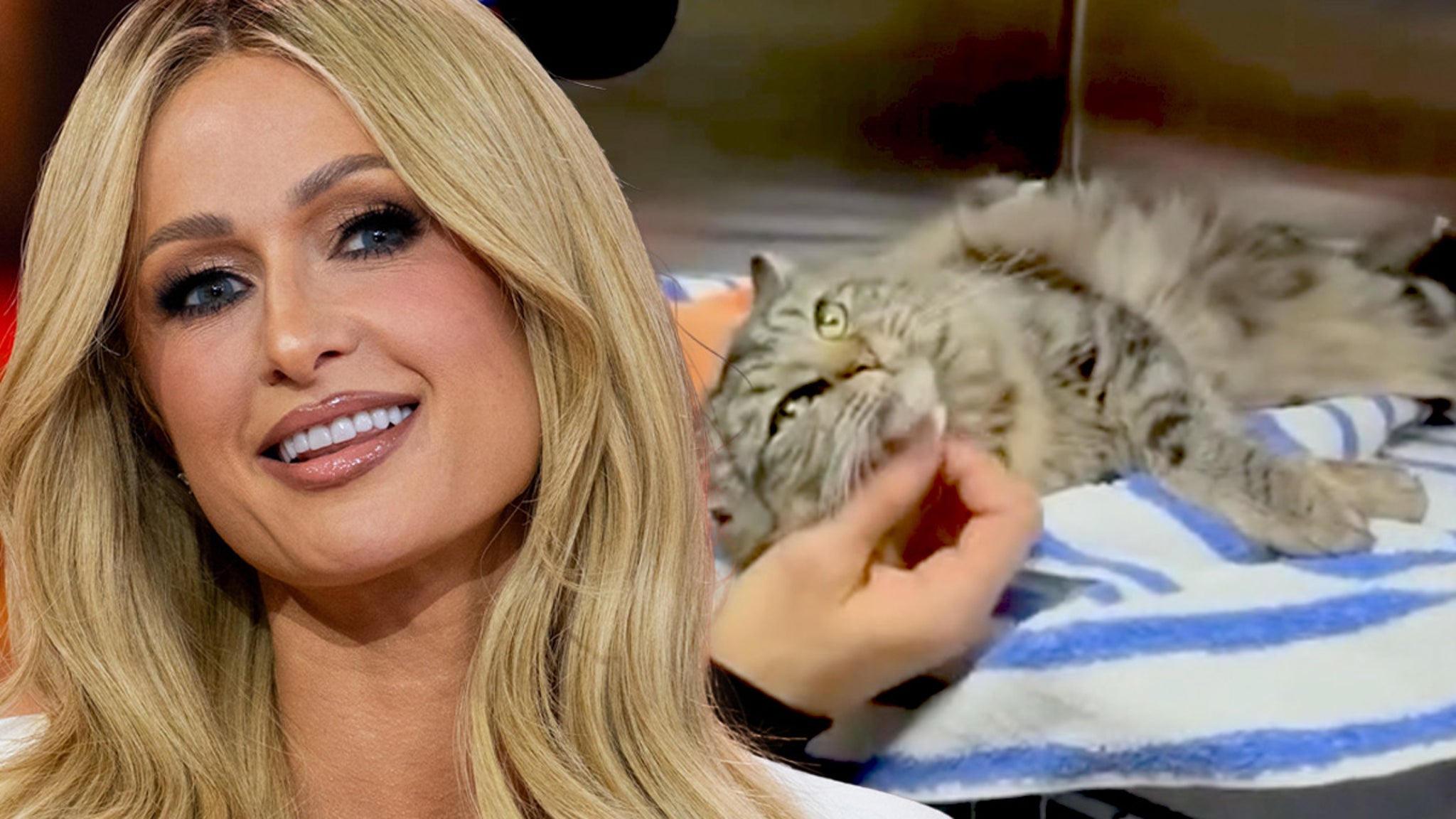 Paris Hilton Helps Reunite L.A. Wildfire Victims With Their Cat