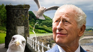 king charles seagull getty 1